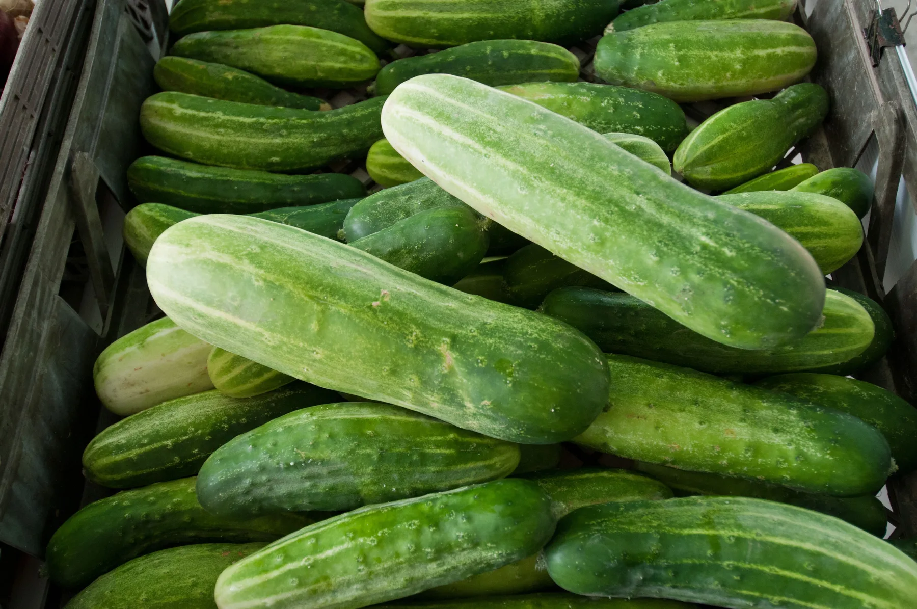 Cucumbers for sale at a farmers market and produce center in Owingsville, Kentucky